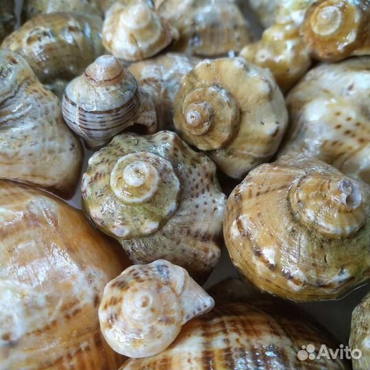 Морские ракушки, рапаны