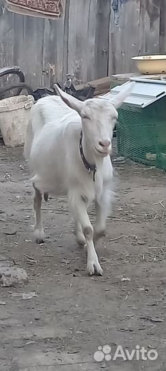 Коза дойная