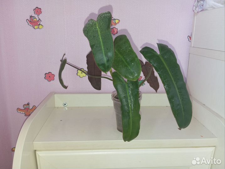 Филодендрон Билли негр