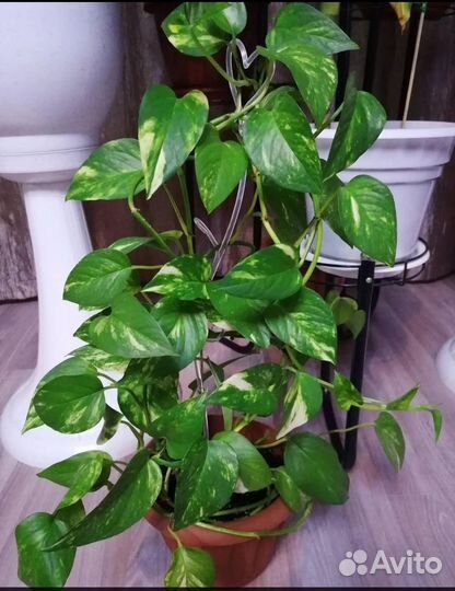 Эпипремнум Золотистый