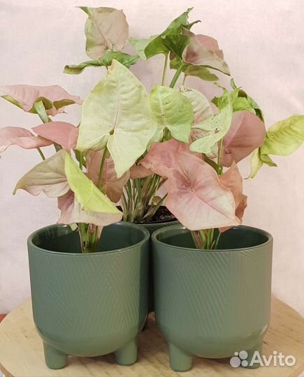 Сингониум Ред харт (Red heart)