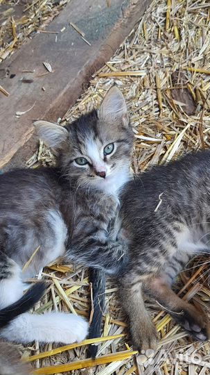 3 маленьких котенка