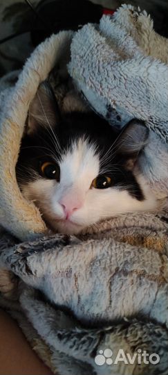 Молодой котик