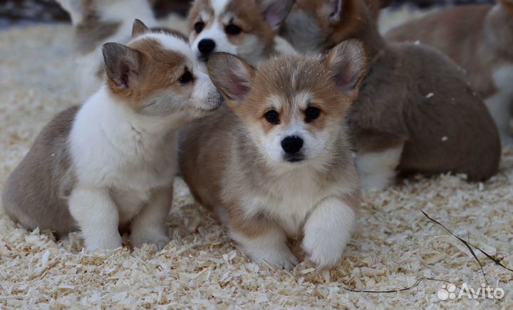 Веселые корги