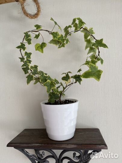 Хедера минт колибри и хедера golg Child плющ