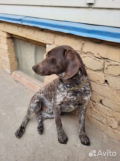 Курцхаар и спаниель вязка