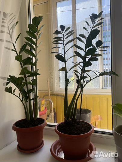 Комнатные растения. Замиокулькас