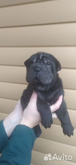 Чистокровные щенки шарпей