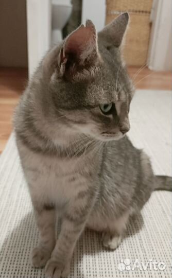 Кошка в дар