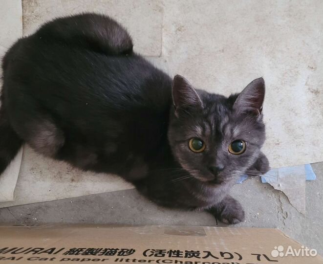 Британская кошка в дар