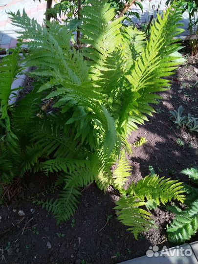 Папоротник садовый