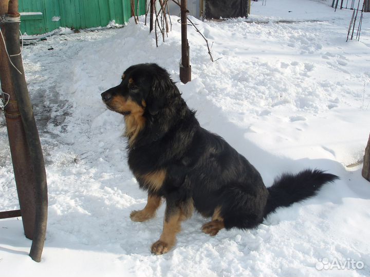 Намордник для большой собаки