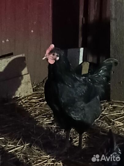 Молодые петухи