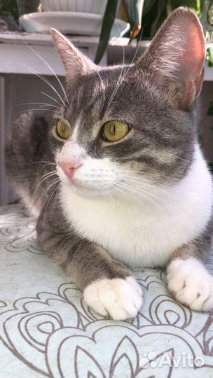 Молодой котик в добрые руки