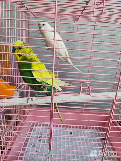 Пара волнистых попугаев