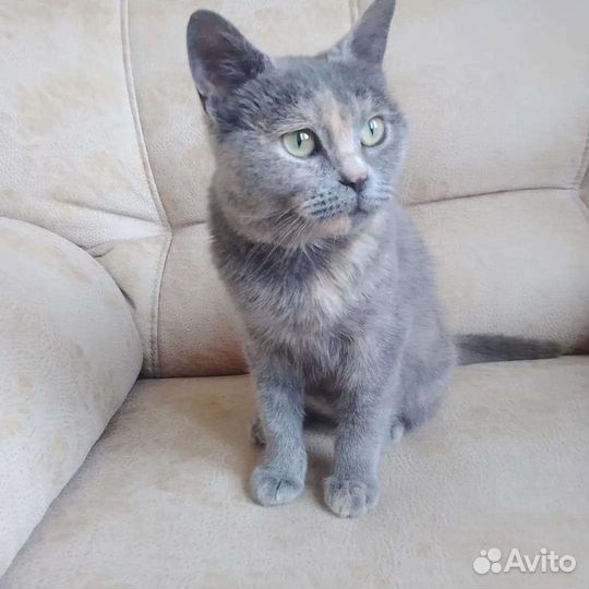 Котенок девочка в добрые руки