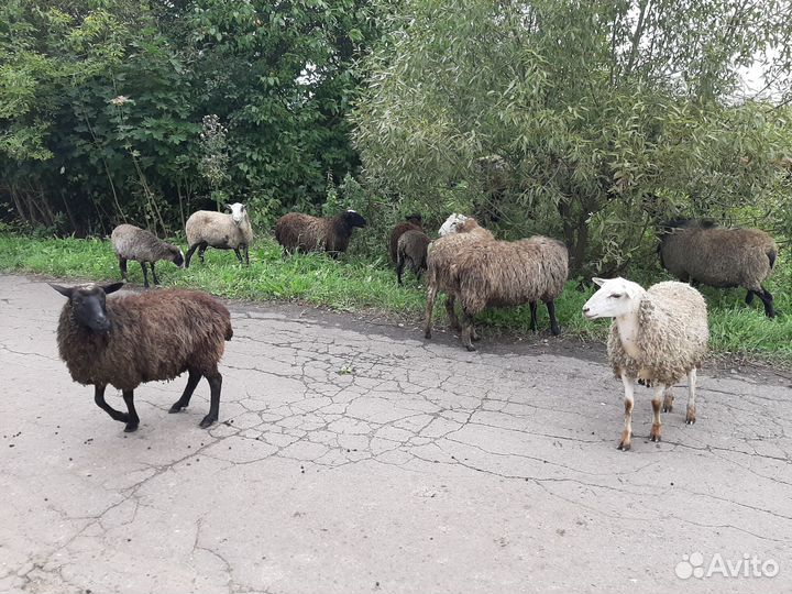 Бараны и овцы на племя