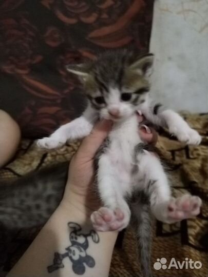 Кошка в дар