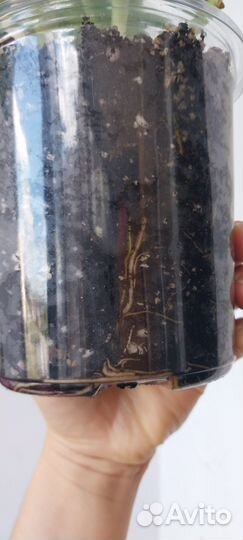 Монстра манки