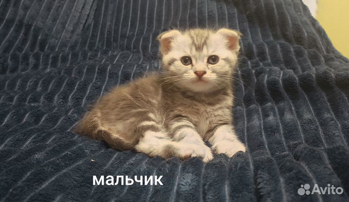 Шотландские вислоухие котята
