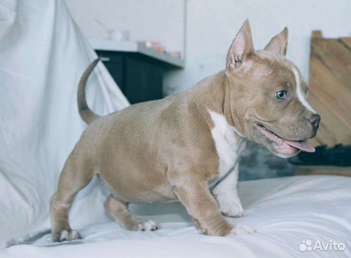 Американский Булли Щенки