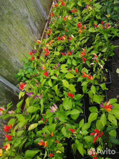 Перец-цветочек Чили