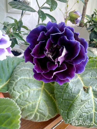 Глоксиния Гарри Поттер