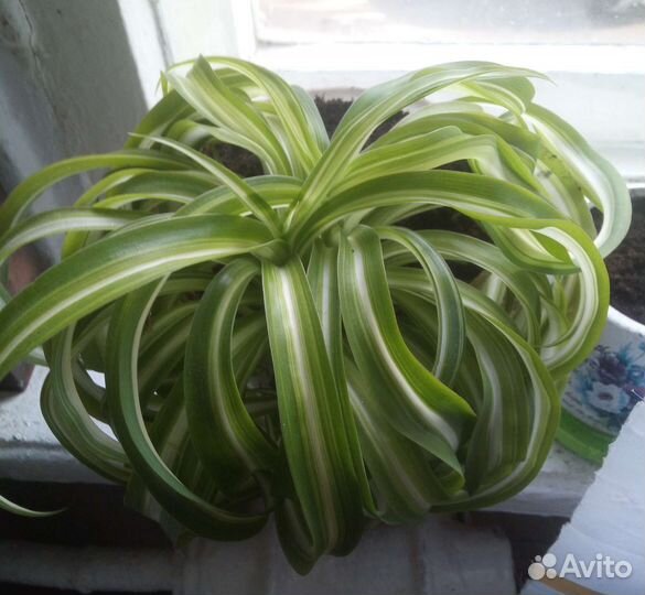 Хлорофитум