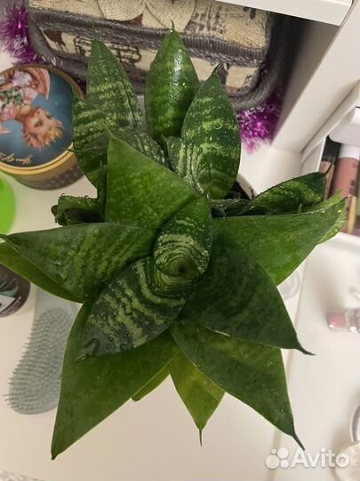 Сансевиерия