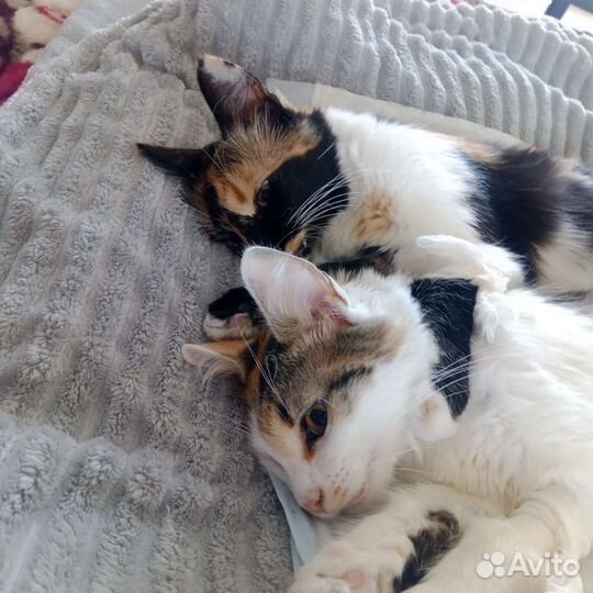 Стерилизация кошек по боковому доступу на дому