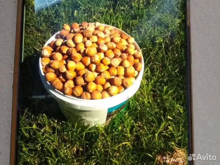 Саженцы фундука