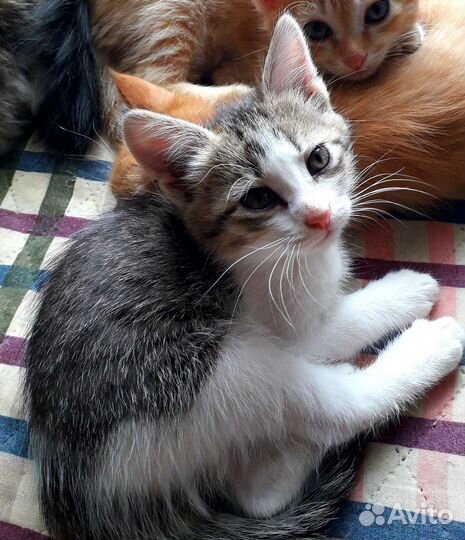 Котенок девочка 1,5 месяца