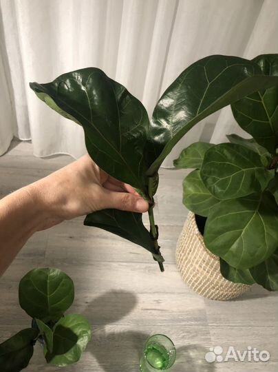 Фикус лирата