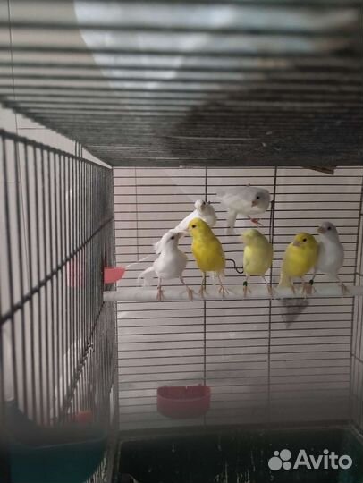 Кенара и канарейки