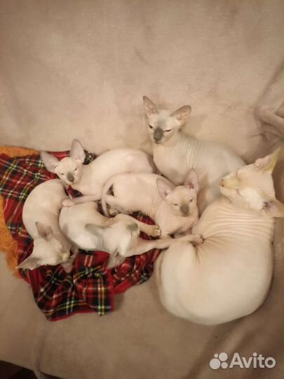 Канадский сфинкс