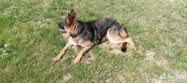 Немецкая овчарка