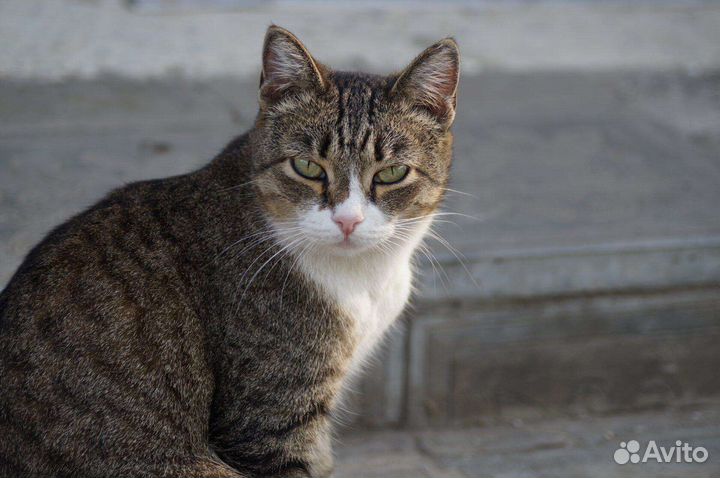 Кошечка в добрые руки