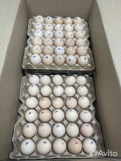 Продам яйцо и мясо кур опт