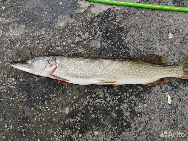 Свежая рыба