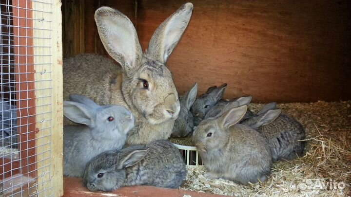 Продаются кролики