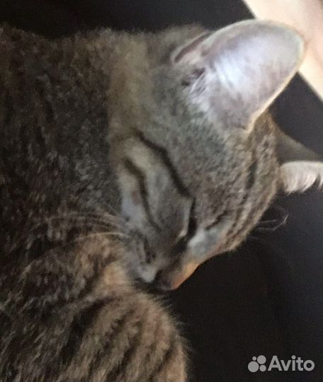 Котик Василий