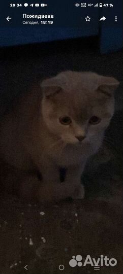 Британский кот