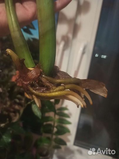 Замиокулькас (долларовое дерево)