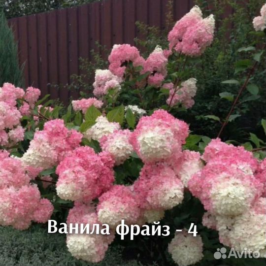 Гортензия метельчатая