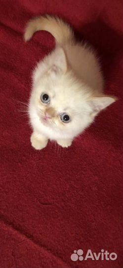 Котенок экзот