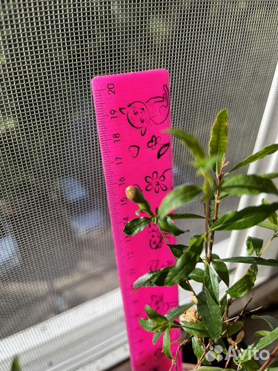 Гранат комнатный