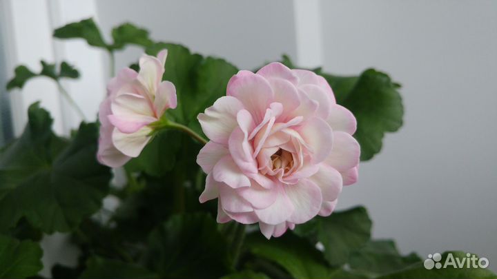 Срез сортовых пеларгоний