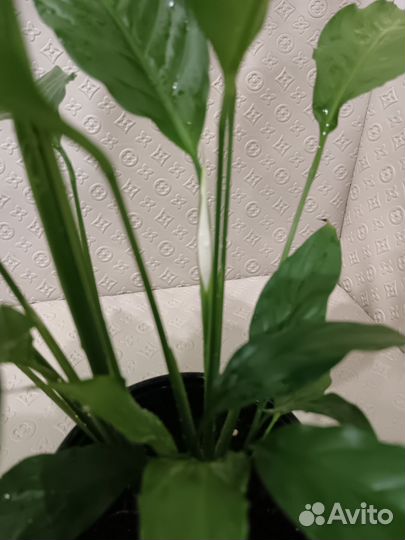 Спатифиллум