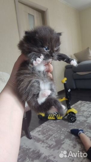 Котята