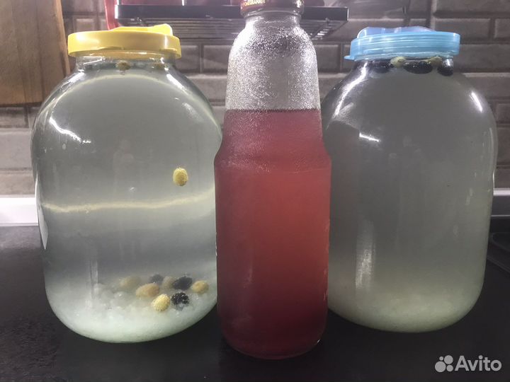 Индийский морской рис